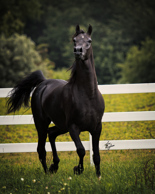 Black Arabian Stallion - Spades LRA